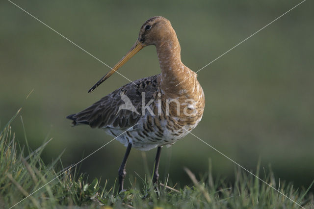 Black-tailed Godwit (Limosa limosa)