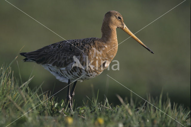 Black-tailed Godwit (Limosa limosa)