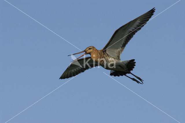 Grutto (Limosa limosa)