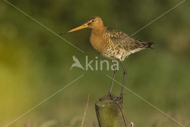 Grutto (Limosa limosa)