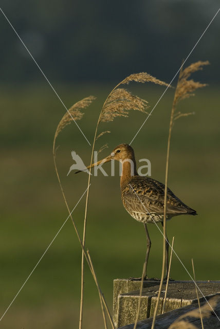 Grutto (Limosa limosa)