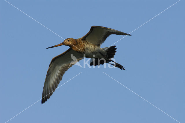 Grutto (Limosa limosa)