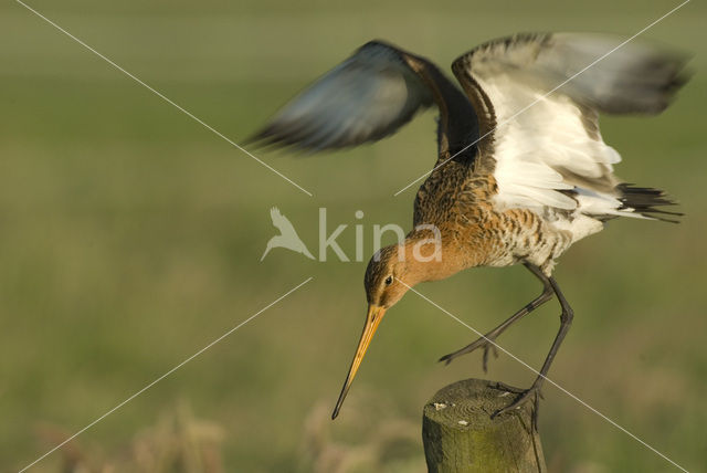 Grutto (Limosa limosa)