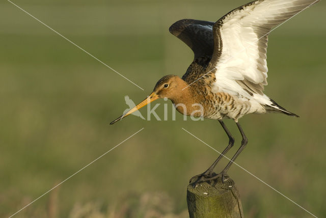 Grutto (Limosa limosa)