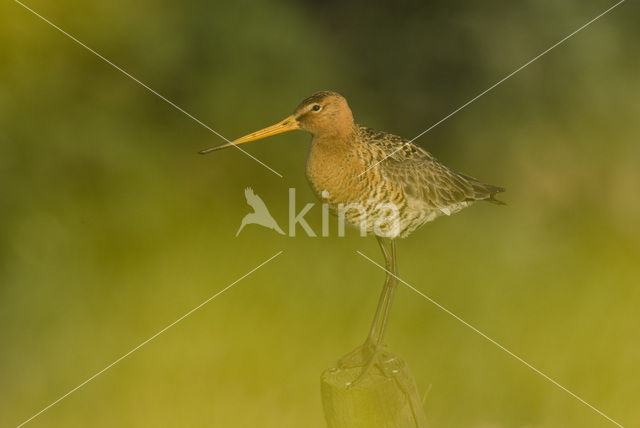 Grutto (Limosa limosa)