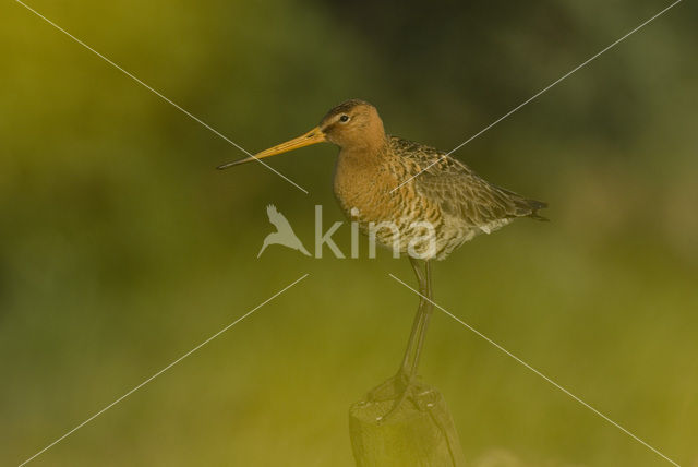 Grutto (Limosa limosa)