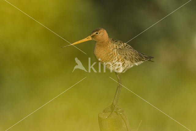 Grutto (Limosa limosa)