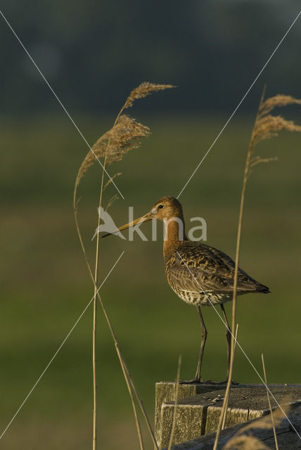 Grutto (Limosa limosa)