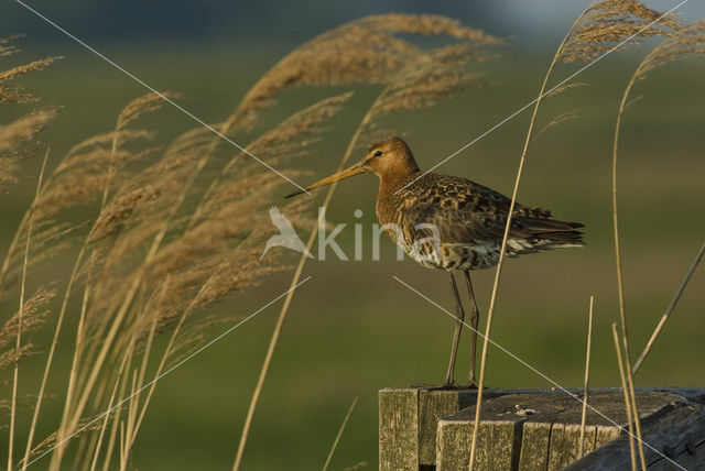 Grutto (Limosa limosa)