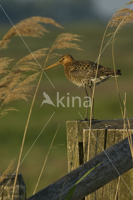 Grutto (Limosa limosa)