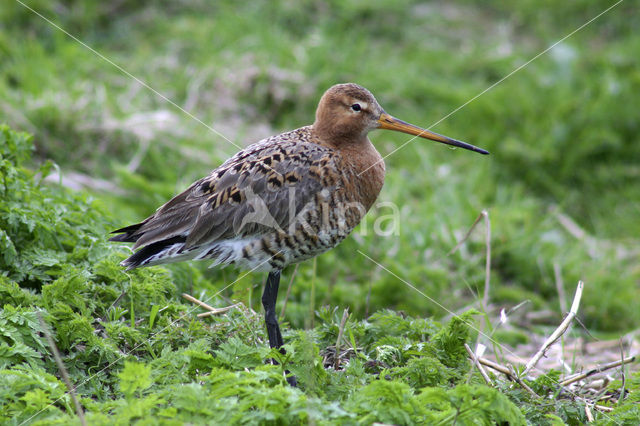 Grutto (Limosa limosa)