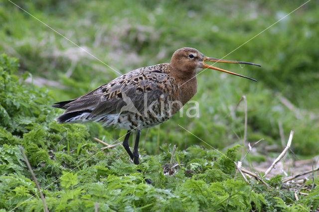 Grutto (Limosa limosa)