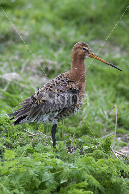 Grutto (Limosa limosa)