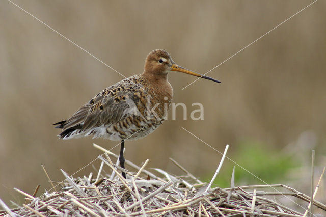 Grutto (Limosa limosa)