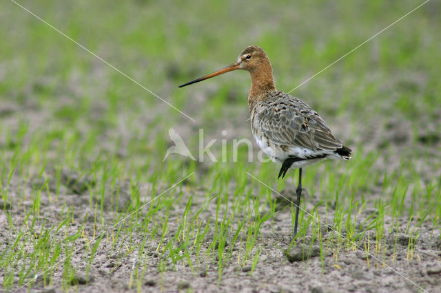 Grutto (Limosa limosa)