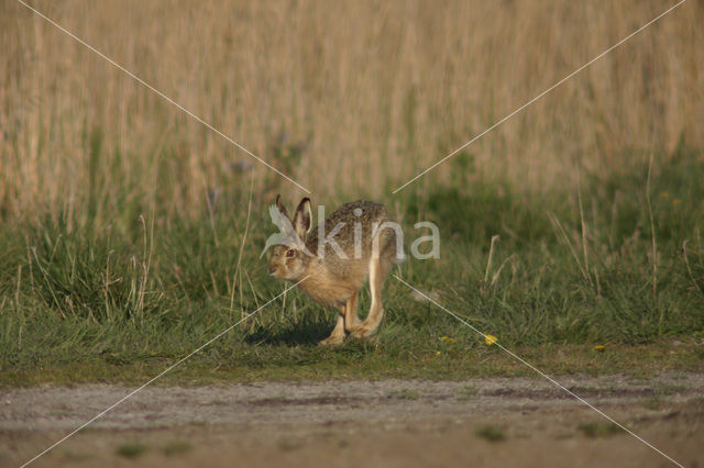 Haas (Lepus europaeus)