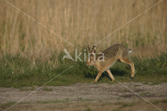 Haas (Lepus europaeus)