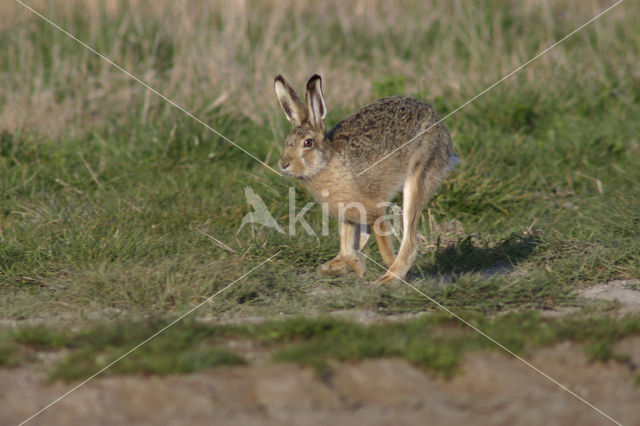 Haas (Lepus europaeus)