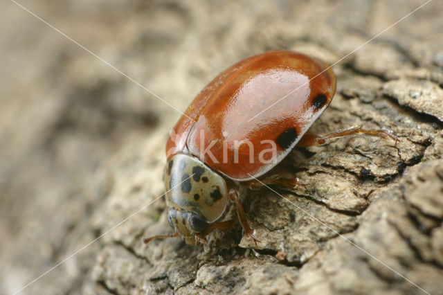 Harlekijnlieveheersbeestje (Harmonia quadripunctata)