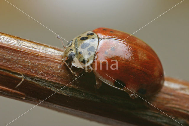 Harlekijnlieveheersbeestje (Harmonia quadripunctata)