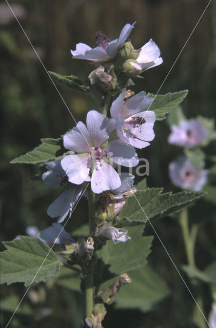 Heemst (Althaea )