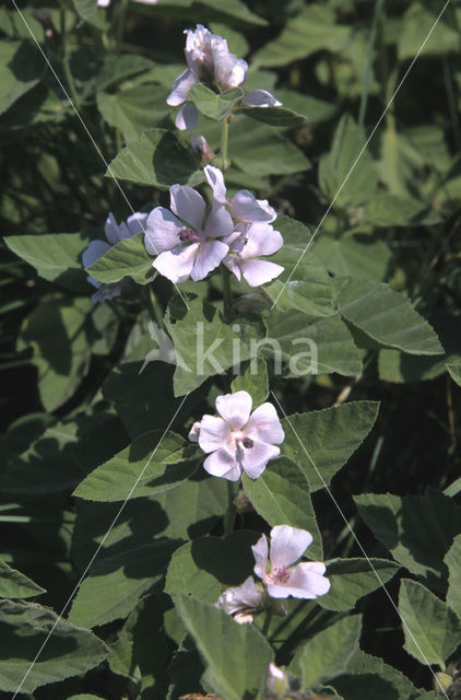 Heemst (Althaea )