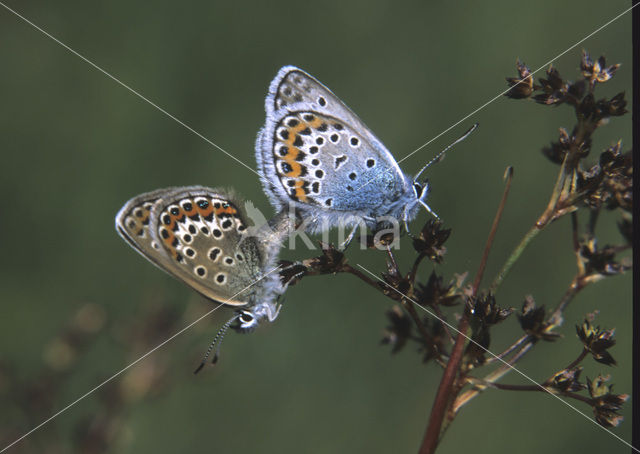 Heideblauwtje (Plebejus argus)