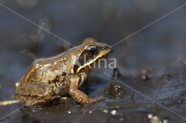 Heikikker (Rana arvalis)