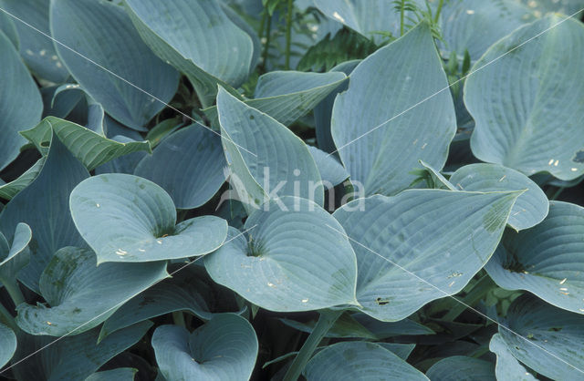 Hosta (Sieboldiana elegans)