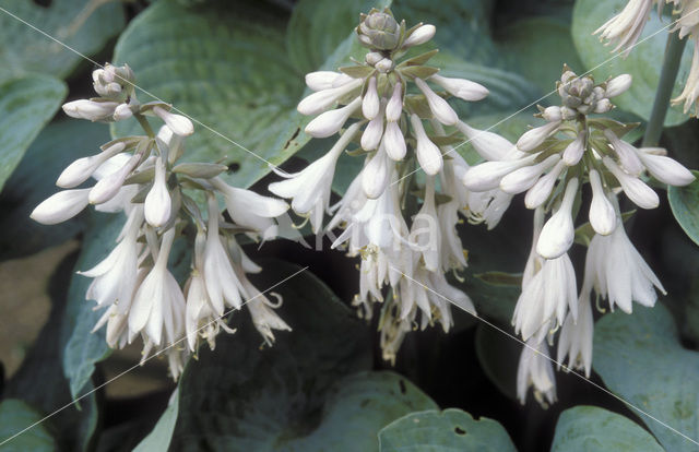 Hosta (Sieboldiana elegans)