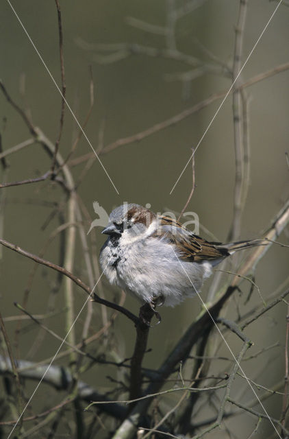 Huismus (Passer domesticus)