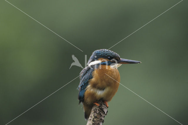 Kingfisher (Alcedo atthis)