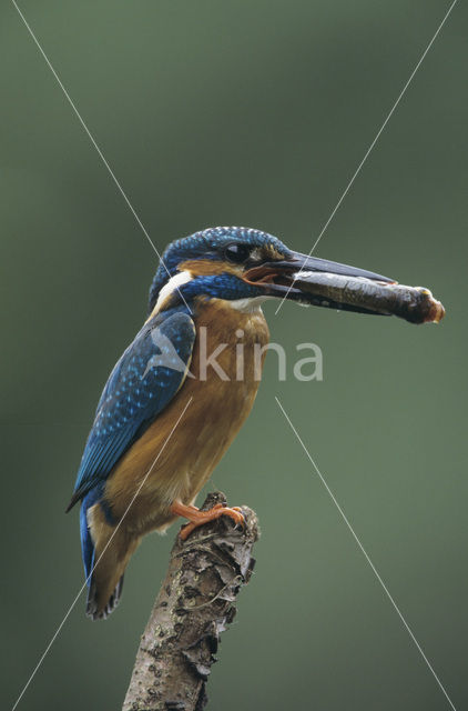 Kingfisher (Alcedo atthis)