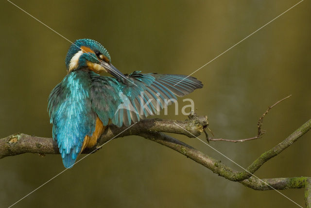 IJsvogel (Alcedo atthis)