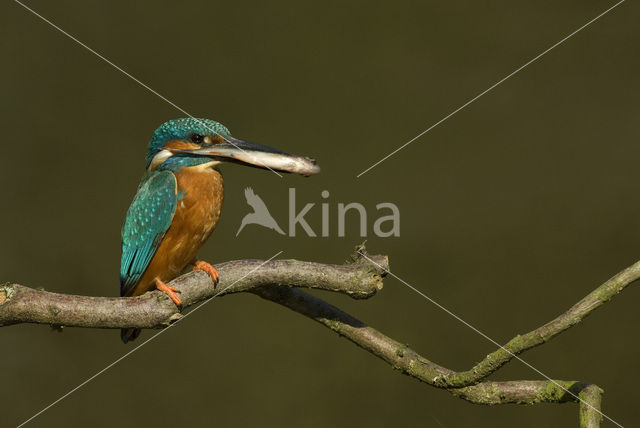 IJsvogel (Alcedo atthis)