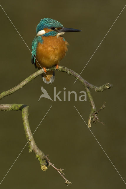 IJsvogel (Alcedo atthis)