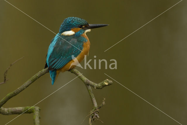 IJsvogel (Alcedo atthis)