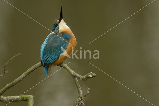 IJsvogel (Alcedo atthis)