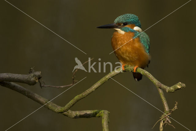 IJsvogel (Alcedo atthis)