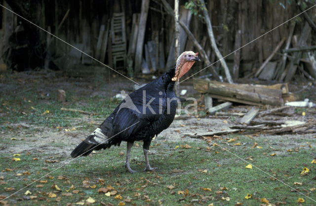 Kalkoen (Meleagris gallopavo)