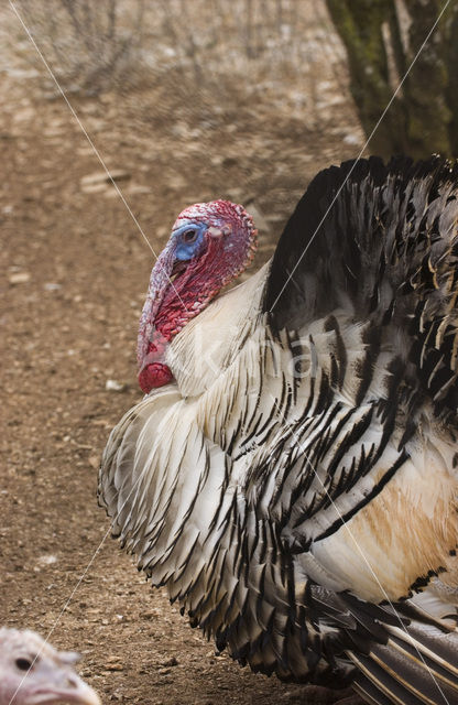 Kalkoen (Meleagris gallopavo)