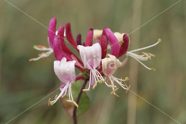 Kamperfoelie (Lonicera)