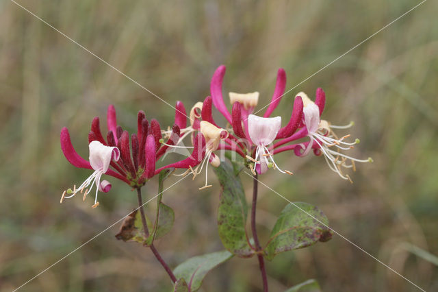 Kamperfoelie (Lonicera)