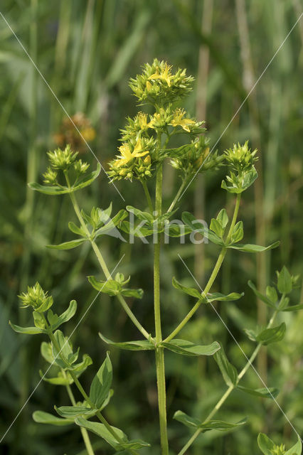 Kantig hertshooi (Hypericum dubium)