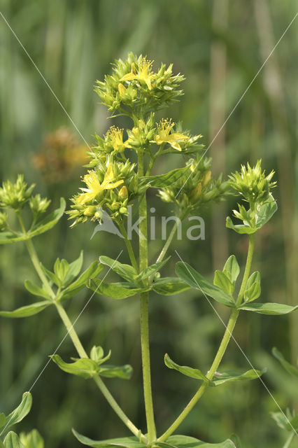 Kantig hertshooi (Hypericum dubium)