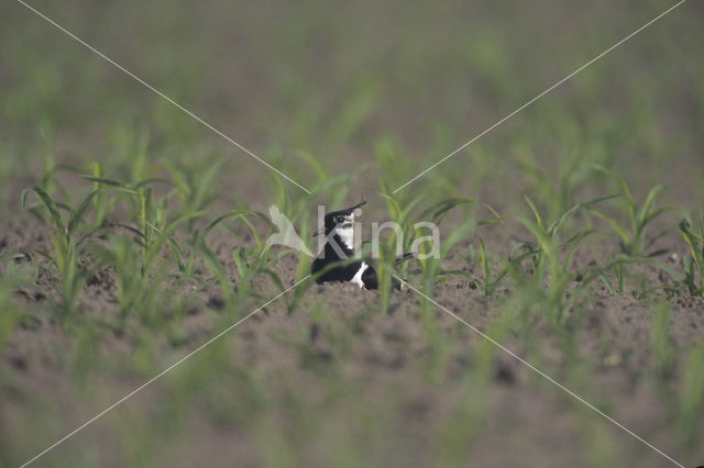 Lapwing (Vanellus vanellus)