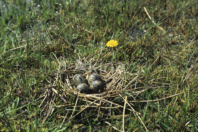 Kievit (Vanellus vanellus)