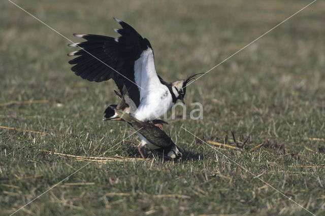 Lapwing (Vanellus vanellus)