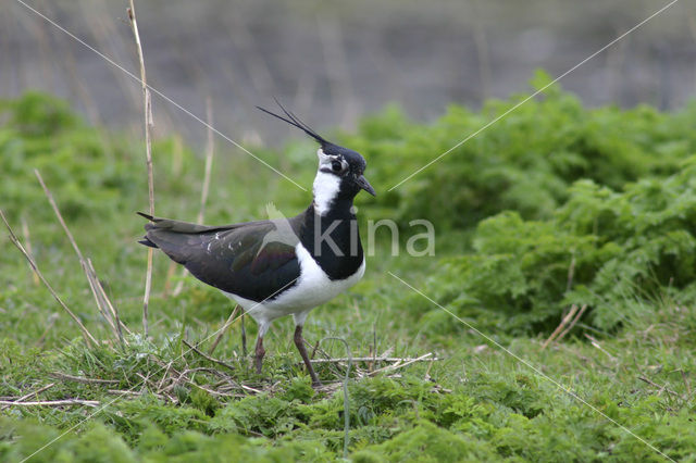 Kievit (Vanellus vanellus)