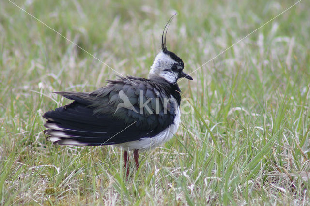 Kievit (Vanellus vanellus)